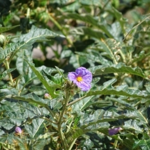 Solanum cinereum at Symonston, ACT - 26 Feb 2018