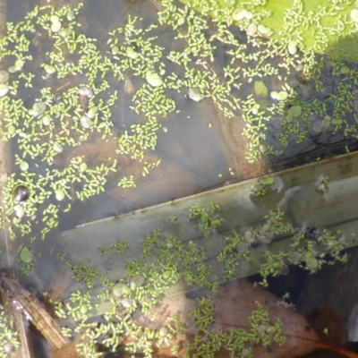 Lemna disperma (Common Duck-weed) at O'Malley, ACT - 26 Feb 2018 by Mike