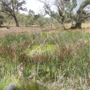 Lemna disperma at O'Malley, ACT - 26 Feb 2018