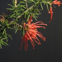 Grevillea juniperina (Grevillea) at Greenway, ACT - 22 Jan 2018 by MichaelBedingfield