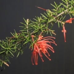 Grevillea juniperina at Greenway, ACT - 22 Jan 2018