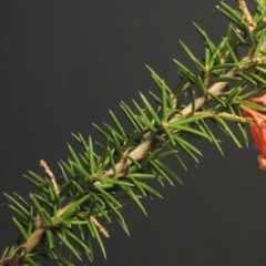 Grevillea juniperina at Greenway, ACT - 22 Jan 2018 09:52 PM