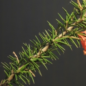 Grevillea juniperina at Greenway, ACT - 22 Jan 2018