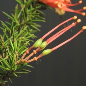 Grevillea juniperina at Greenway, ACT - 22 Jan 2018 09:52 PM