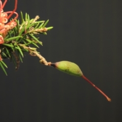 Grevillea juniperina at Greenway, ACT - 22 Jan 2018 09:52 PM