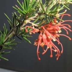 Grevillea juniperina (Grevillea) at Bonython, ACT - 15 Oct 2017 by MichaelBedingfield