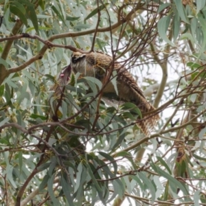 Eudynamys orientalis at Gungahlin, ACT - 26 Feb 2018 12:00 AM