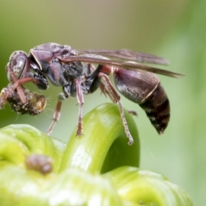 Ropalidia plebeiana at Higgins, ACT - 26 Feb 2018