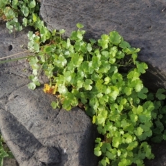 Hydrocotyle tripartita (Pennywort) at Coombs, ACT - 12 Feb 2018 by MichaelBedingfield