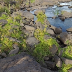 Hydrocotyle tripartita at Molonglo River Reserve - 12 Feb 2018
