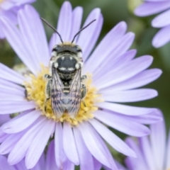 Megachile (Eutricharaea) maculariformis (Gold-tipped leafcutter bee) at Higgins, ACT - 26 Feb 2018 by AlisonMilton