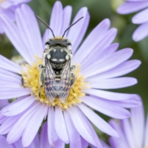 Megachile (Eutricharaea) maculariformis at Higgins, ACT - 26 Feb 2018