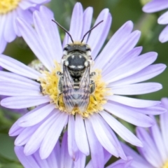 Megachile (Eutricharaea) maculariformis at Higgins, ACT - 26 Feb 2018