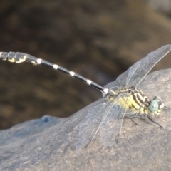 Hemigomphus heteroclytus (Stout Vicetail) at Molonglo River Reserve - 12 Feb 2018 by michaelb