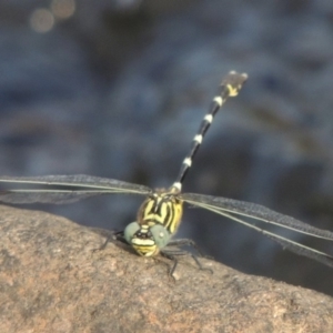 Hemigomphus heteroclytus at Molonglo River Reserve - 12 Feb 2018 07:17 PM