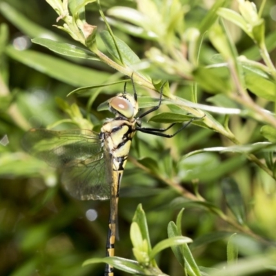 Hemicordulia tau (Tau Emerald) at Higgins, ACT - 25 Feb 2018 by Alison Milton