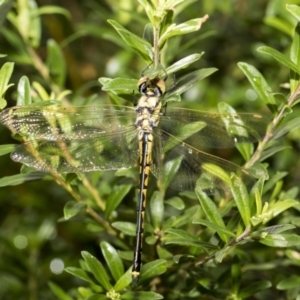 Hemicordulia tau at Higgins, ACT - 26 Feb 2018 09:47 AM