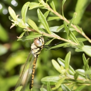 Hemicordulia tau at Higgins, ACT - 26 Feb 2018 09:47 AM