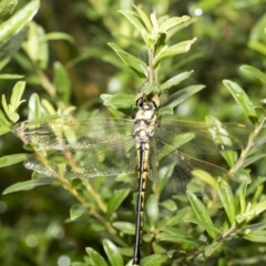 Hemicordulia tau at Higgins, ACT - 26 Feb 2018 09:47 AM