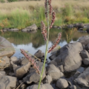 Echinochloa crus-galli at Molonglo River Reserve - 12 Feb 2018