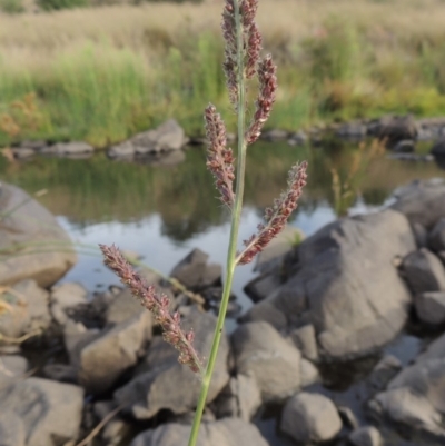 Echinochloa crus-galli (Barnyard Grass) at Coombs, ACT - 12 Feb 2018 by michaelb