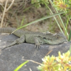 Intellagama lesueurii howittii (Gippsland Water Dragon) at Molonglo River Reserve - 12 Feb 2018 by MichaelBedingfield