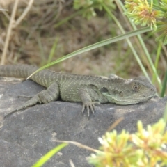 Intellagama lesueurii howittii (Gippsland Water Dragon) at Coombs, ACT - 12 Feb 2018 by michaelb