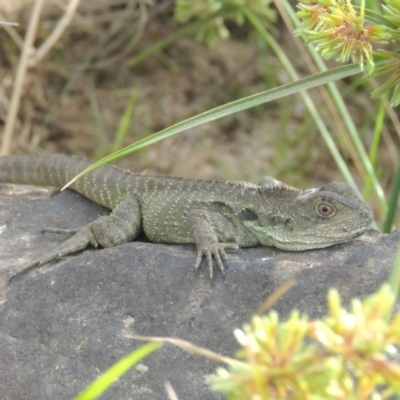 Intellagama lesueurii howittii (Gippsland Water Dragon) at Molonglo River Reserve - 12 Feb 2018 by MichaelBedingfield