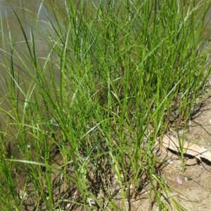 Bolboschoenus fluviatilis at Symonston, ACT - 15 Jan 2018 02:45 PM