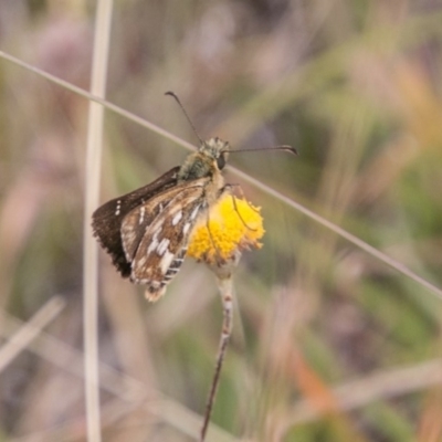 Atkinsia dominula (Two-brand grass-skipper) at Mount Clear, ACT - 23 Feb 2018 by SWishart
