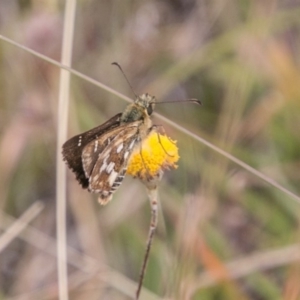 Atkinsia dominula at Mount Clear, ACT - 23 Feb 2018