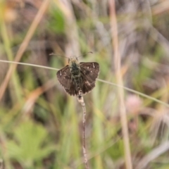 Atkinsia dominula at Mount Clear, ACT - 23 Feb 2018