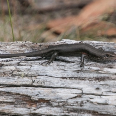 Pseudemoia entrecasteauxii (Woodland Tussock-skink) at Mount Clear, ACT - 23 Feb 2018 by SWishart