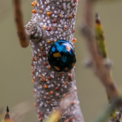 Orcus australasiae (Orange-spotted Ladybird) at Mount Clear, ACT - 23 Feb 2018 by SWishart