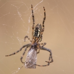 Plebs bradleyi (Enamelled spider) at Namadgi National Park - 23 Feb 2018 by SWishart
