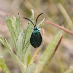 Pollanisus viridipulverulenta (Satin-green Forester) at Mount Clear, ACT - 23 Feb 2018 by SWishart