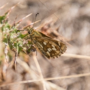 Atkinsia dominula at Mount Clear, ACT - suppressed