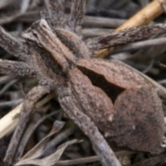 Argoctenus sp. (genus) (Wandering ghost spider) at Namadgi National Park - 23 Feb 2018 by SWishart