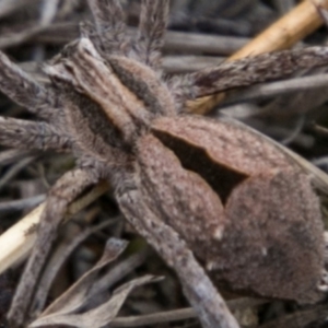 Argoctenus sp. (genus) at Mount Clear, ACT - 23 Feb 2018