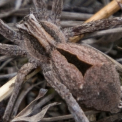 Argoctenus sp. (genus) (Wandering ghost spider) at Namadgi National Park - 23 Feb 2018 by SWishart