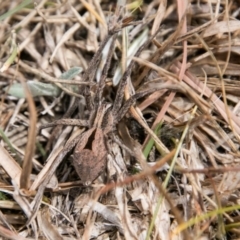 Argoctenus sp. (genus) at Mount Clear, ACT - 23 Feb 2018 12:48 PM