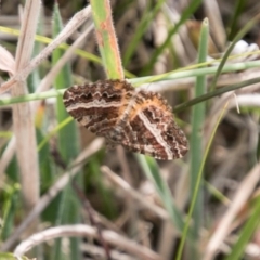 Chrysolarentia vicissata (Vicissata Carpet) at Mount Clear, ACT - 23 Feb 2018 by SWishart