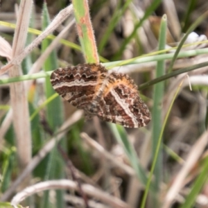 Chrysolarentia vicissata at Mount Clear, ACT - 23 Feb 2018 12:44 PM