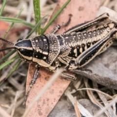 Monistria concinna (Southern Pyrgomorph) at Mount Clear, ACT - 23 Feb 2018 by SWishart