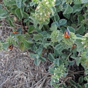 Marrubium vulgare at Fyshwick, ACT - 26 Feb 2018