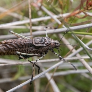 Acripeza reticulata at Mount Clear, ACT - 23 Feb 2018