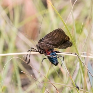 Acripeza reticulata at Mount Clear, ACT - 23 Feb 2018 11:58 AM