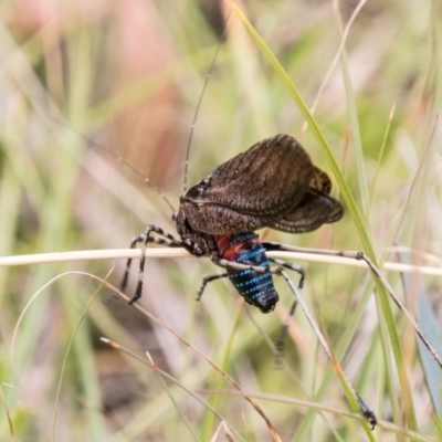 Acripeza reticulata (Mountain Katydid) at Namadgi National Park - 23 Feb 2018 by SWishart