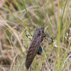 Acripeza reticulata at Mount Clear, ACT - 23 Feb 2018 11:58 AM