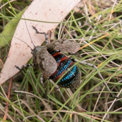 Acripeza reticulata (Mountain Katydid) at Namadgi National Park - 23 Feb 2018 by SWishart